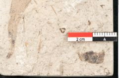 Foto (Detailansicht) von Sapindus graecus Unger (NHMW-GEO-2024-0188-8182)